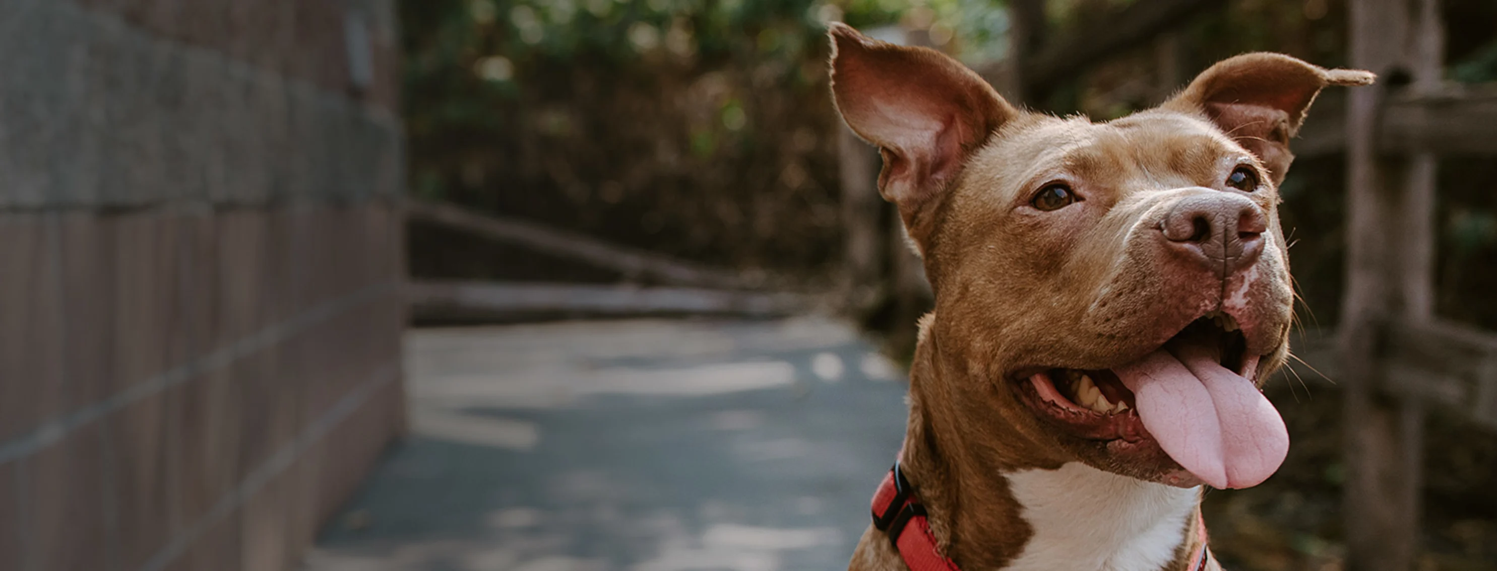 pitbull tongue out smiling by brickwall